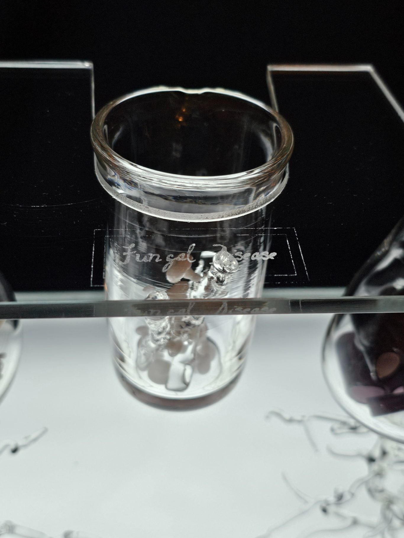 The Alchemy of Fungi