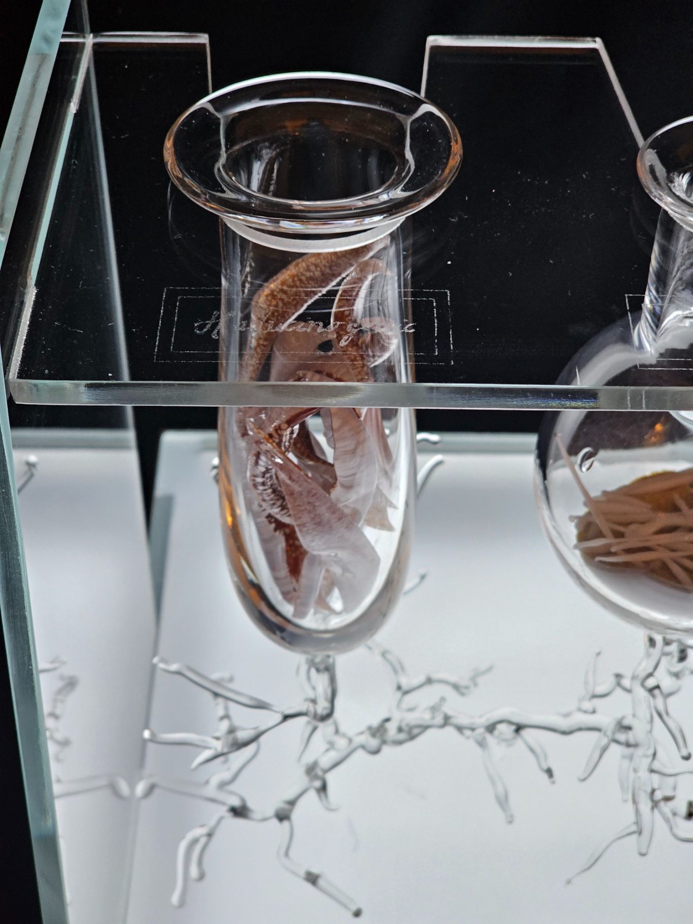 The Alchemy of Fungi